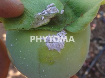 Pseudococcus viburni (Signoret)